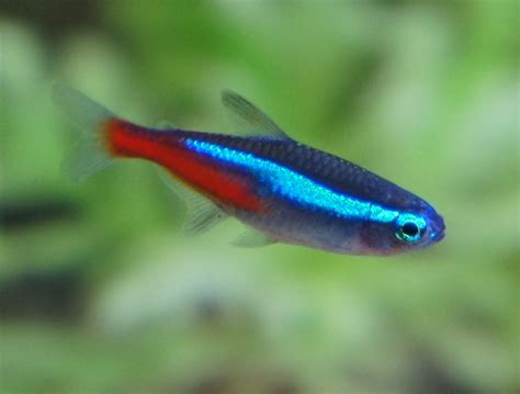 Neon Tetra Fish Facts, Care, Disease, Breeding, Tank Mates, Pictures