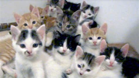 So many little kittens stare - YouTube