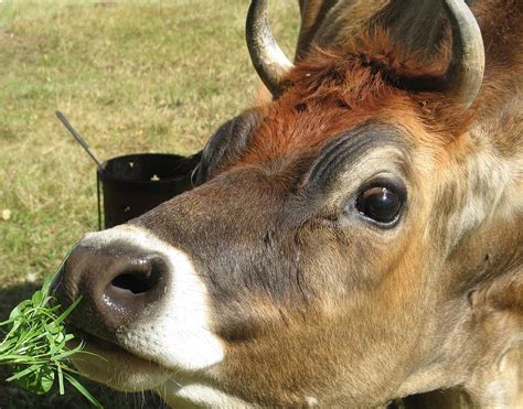 Pet Cow Photograph by Joyce Woodhouse | Fine Art America