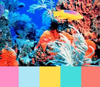 Coral reef color palette | Coral reef color, Paint color palettes, Color palette bright