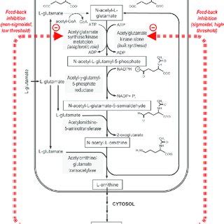 Arginine biosynthesis pathway of Saccharomyces cerevisiae. The kinase... | Download Scientific ...