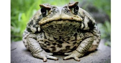 Cane toad v cane toad: poison used against itself - Australian Geographic