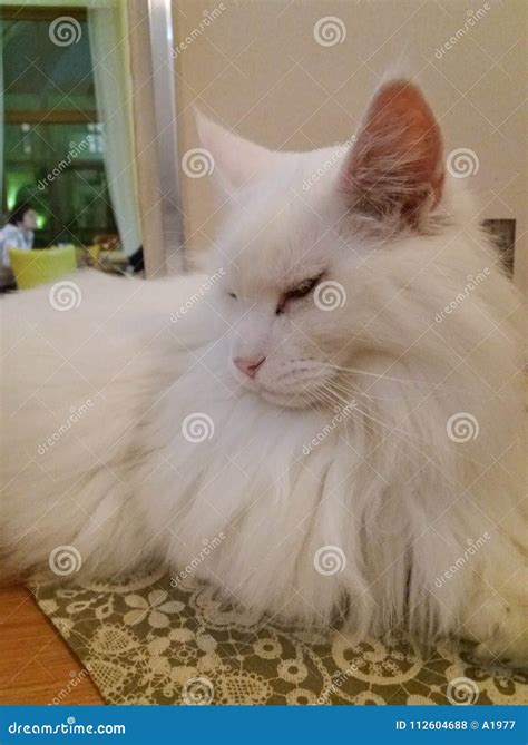 Gorgeous white Angora cat stock photo. Image of cute - 112604688