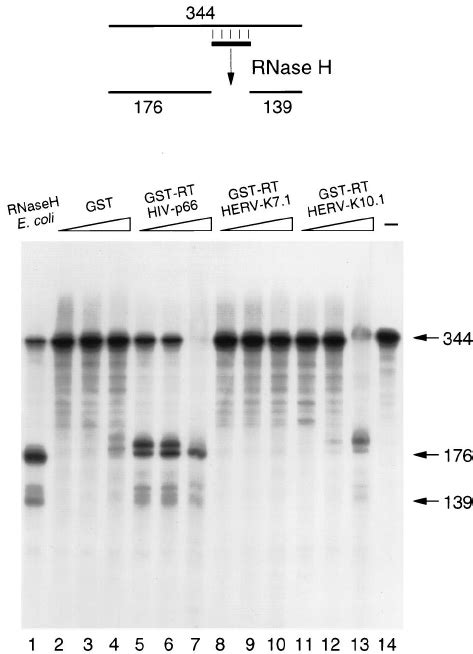 The HERV-K RT enzyme has RNase H activity. A schematic of the RNase H... | Download Scientific ...