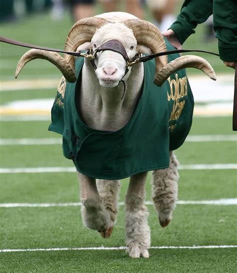 a goat with long horns wearing a green shirt and pulling a leash around its neck