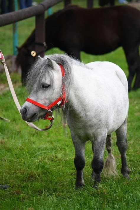 Mini pony stock photo. Image of pasture, eyes, head, feasts - 15977808