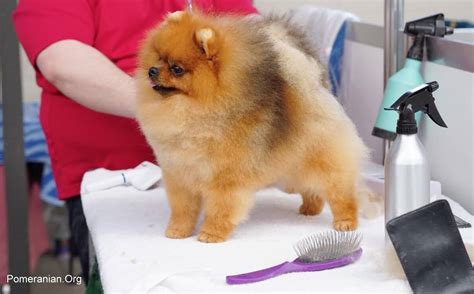 How To Brush A Pomeranian: Complete Instructions And Photos