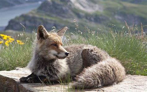 Hiking in the Italian Alps | Animals beautiful, Animals wild, Cute animals