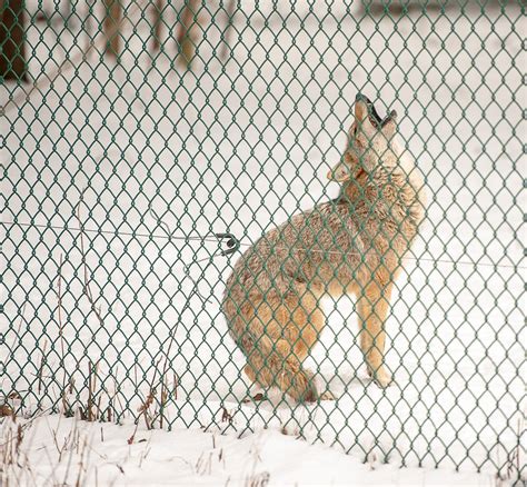 Maine Wildlife Park - Kennebec Journal and Morning Sentinel