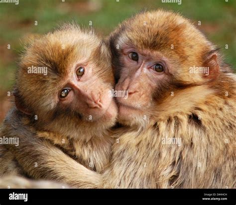 Monkeys hugging hi-res stock photography and images - Alamy