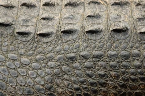 Alligator Skin stock image. Image of rough, reptile, alligator - 49604545