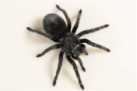 30 Best Images Best Tarantula Pet Uk - The Best Pet Tarantulas | shockdissenymgl