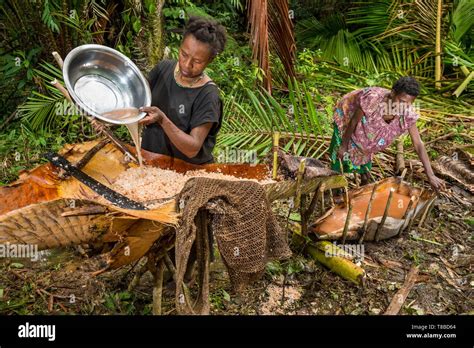 Sago palm papua new guinea hi-res stock photography and images - Alamy