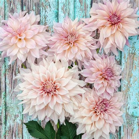 25 dahlia varieties to adore 💐 🌟 A comprehensive guide to these ...