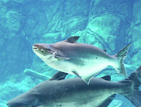 An endangered mekong giant catfish Pangasianodon gigas while swi Photograph by Bill Roque