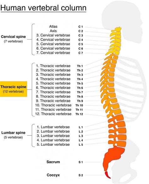 Thoracic spine anatomy, function & thoracic spine injury