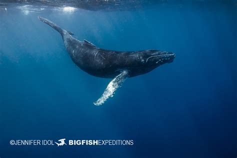 humpback calf | Big Fish Expeditions