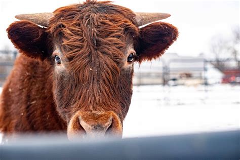 Documenting Farm Animals. Highland Cattle Portraits. Monroe Michigan ...