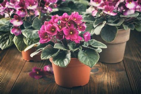 African Violets (Saintpaulia): Types, How to Grow and Care | Florgeous