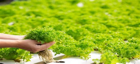 Hydroponic Farming – ssf-agtech