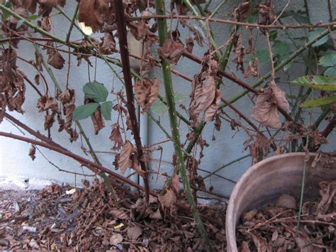 Ask Gardenerd: Pruning Blackberries - Gardenerd