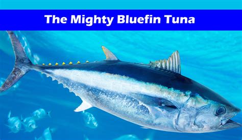 The Mighty Bluefin Tuna