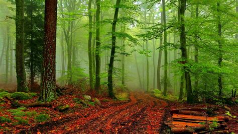 Misty Autumn Forest Path Wallpapers - Wallpaper Cave