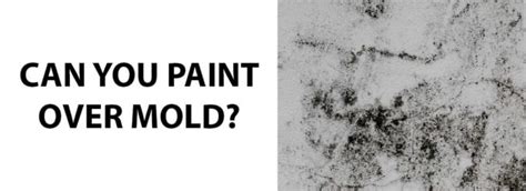 Can You Paint Over Mold and Will it Kill It? | Painting Over Mold Guide