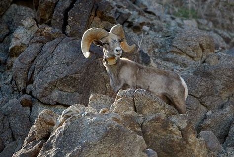 Bighorn Sheep Lambs In Good Health Following Disease Concerns