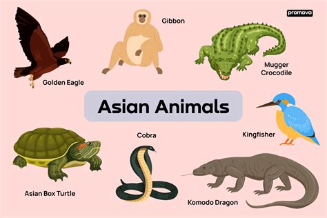 Asian Animals Vocabulary With Definitions