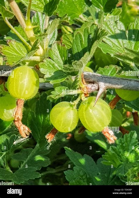 Gooseberry bush hi-res stock photography and images - Alamy