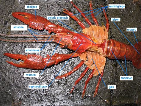 Crayfish Dissection Diagram