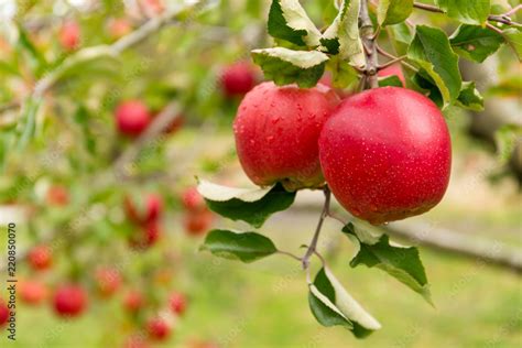 Apple tree farm Stock Photo | Adobe Stock