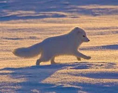 10 Interesting the Arctic Tundra Facts | My Interesting Facts