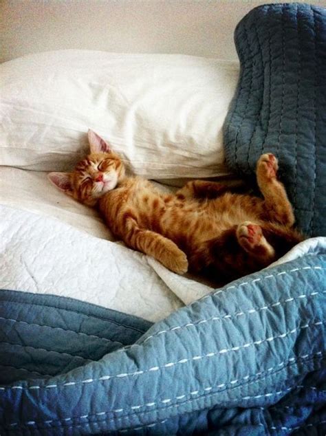 20 Irresistably Cute Photos of Cats Sleeping