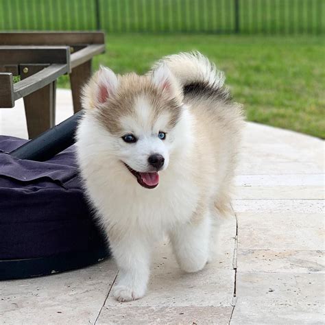 Are Pomeranian Huskies Good Dogs