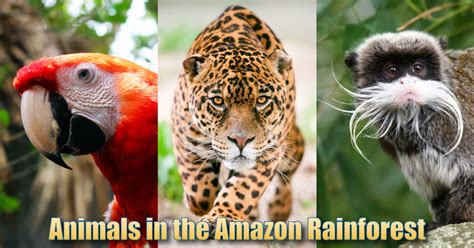 Animals In The Amazon Rainforest: Pictures, Info & Facts