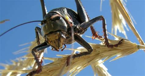 Cricket plague: Mormon crickets swarm Nevada, create havoc