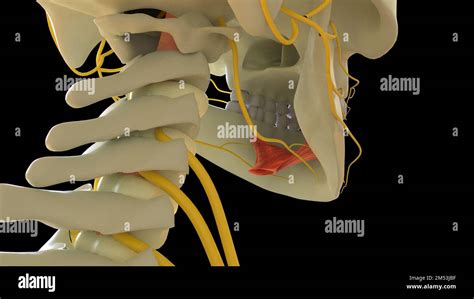 Mylohyoid Muscle anatomy for medical concept 3D illustration Stock Photo - Alamy