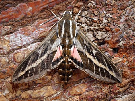 Striped Hawk-moth | Butterfly Conservation