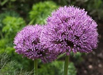 100 seeds Giant Allium Giganteum Seeds - 2 Colors Available