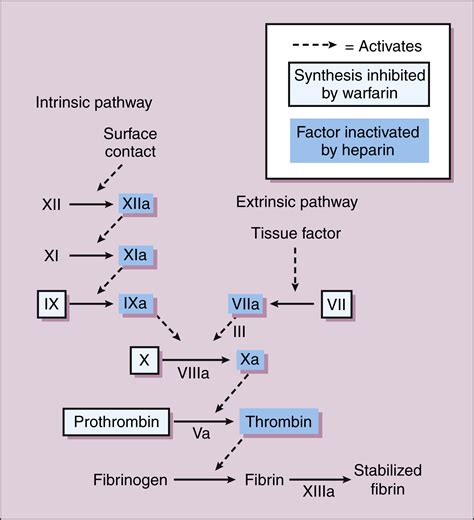 Anticoagulant Pathway