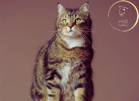 Munchkin Cat Behavior: What Your Cat Is Trying to Tell You