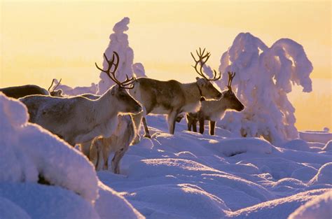 Lapland in Winter - Most Wonderful Season | Visit Finnish Lapland | Most beautiful animals ...