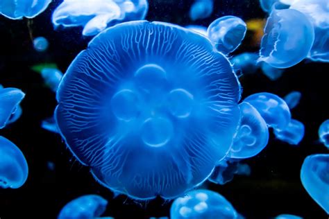 Shining Sea: 75 Percent of Ocean's Animals Glow | Live Science