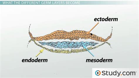 Gastrulation and the 3 Germ Layers (Ectoderm, Endoderm & Mesoderm ...