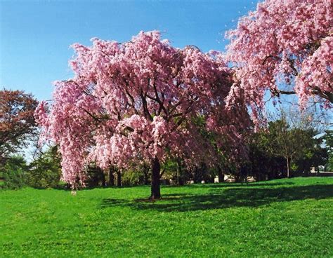 Pink Weeping Cherry For Sale Online | The Tree Center