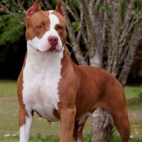 34 best Red nose pit images on Pinterest