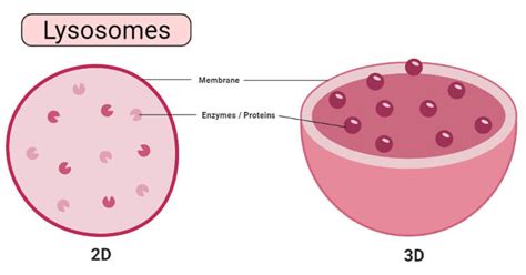 What are Lysosomes? A Complete Guide