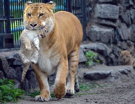 Liger Cubs Make Their Debut Photos - ABC News